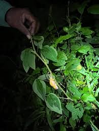 Image result for Desmodium uncinatum
