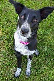 Pin On Dog Breeds