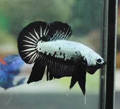 Betta Fish Betta Fish Ideas Bettafish Fishbetta 70 Black Dragon Male Betta Fish Hmpk 9 00 End Date Wednesday Dec 12 2 Betta Betta Fish Beautiful Fish