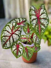 Image result for Caladium