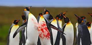 They not only help fund projects to monitor penguins and their movements and see how they're being affected by climate. Penguin Fight Understanding Animal Contest Behaviour In Five Easy Steps