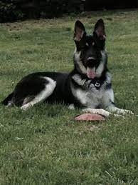 Larg Black And Silver German Shepherds For Sale Black German Shepherd Puppies German Shepherd Dogs Silver German Shepherd
