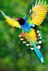 Free hd wallpaper, images & pictures of birds bird, download photos of animals for your desktop. Pin On Wallpaper Cave