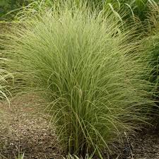 Image result for Miscanthus sinensis