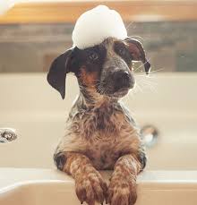 It features a mega tank ink reservoir system, allowing it to print up to 6,000 crisp black pages or 7,000 magnificent color pages from one set of the included inks. Pet Grooming Big Dogs Pet Grooming Canon City Co 81212 719 631 4232