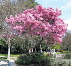 Image result for Handroanthus sp. near impetiginosus