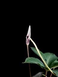 Image result for Anchomanes giganteus