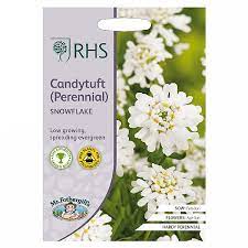 Candytuft Flower Quotes Best Flower Wallpaper