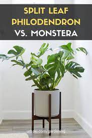 Split Leaf Philodendron Vs Monstera Philodendron Philodendron Plant Monstera