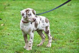 Louisiana Catahoula Leopard Dog Charakter Haltung Pflege Zooplus
