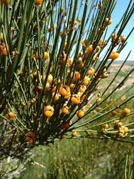 Image result for Hippocratea graciliflora