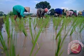 Ilmu pengetahuan selalu berkembang dan mengalami kemajuan yang pesat, sesuai dengan perkembangan zaman dan perkembangan pola berpikir manusia. Fao Mina Padi Sleman Inovasi Sukses Pertanian Tradisional Antara News