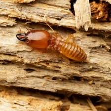 Wildlife pest control services has more than 40 years of unmatched efficiency and reliability in cleaning out the homes and businesses in our service area. Benefits Of Professional Termite Control For New England Homeowners