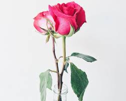 We did not find results for: 5 Types Of Cut Flowers Widely Grown In The Philippines Wazzup Pilipinas News And Events