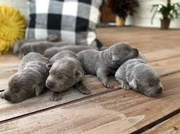 A littler of silver (gray) lab puppies, photo courtesy of crist culo kennels. Silver Lab Retriever Puppies For Sale Silver And Charcoal Kennels