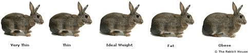 Is My Rabbit Too Fat Or Too Thin Monitoring Your Rabbits