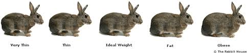 is my rabbit too fat or too thin monitoring your rabbits