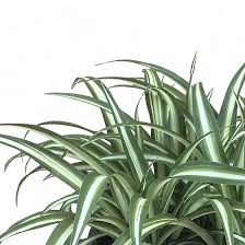 Image result for Chlorophytum comosum