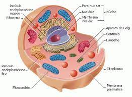 Contoh gambar hewan berpori avertebrat1 docx callyspongia cladochalina plicifera wikipedia bahasa. Ciri Ciri Bahagian Dan Fungsi Sel Haiwan Jenis Biologi Thpanorama Buat Diri Anda Lebih Baik Hari Ini