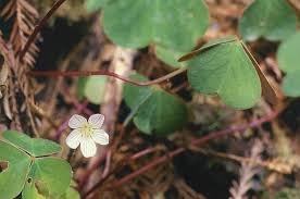 Image result for Oxalis anthelmintica