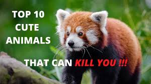 Even though most of them are predators, they deserve to be added to the list of the cutest animals in the world. Top 10 Cute Animals That Can Kill You Youtube