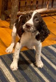 It is noteworthy for producing one of the most varied numbers of pups in a litter among all dog breeds. Springer Spaniel Lab Mix Puppies For Sale Petfinder