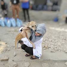 Start your adoption journey online. 8 Places Every Pet Lover Should Donate To Mashion