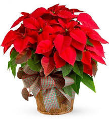 Poinsettias Plants And Pets Poisonous Or Not Christmas Plants Christmas Flower Arrangements Poinsettia Plant