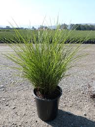 Image result for Miscanthus