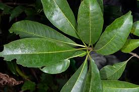 Image result for Rauvolfia vomitoria