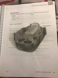 We did not find results for: Plant Cell Structure Abel Fiwre 4 3 With The Help Of Chegg Com