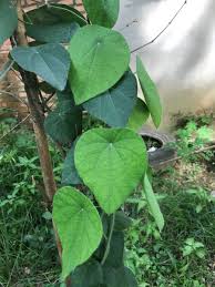 Image result for Cissampelos