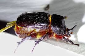 Image result for Pentodon