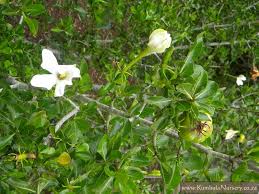 Image result for Gardenia cornuta