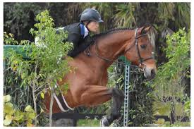 news show jumping hunter jumpers illinois horse shows