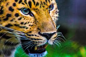 See more ideas about rainforest, rainforest theme, rainforest animals. Ten South American Animals From The Jungle Hispanoticias