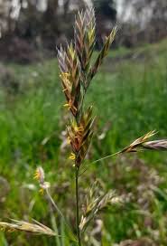 Image result for Bromus catharticus