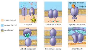 Maybe you would like to learn more about one of these? What Are The Five Categories Of Proteins Commonly Found In Plasma Membranes And What Is The Function Of Each One Socratic
