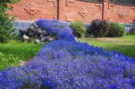 Image result for Lobelia erinus
