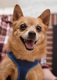 Goldendoodle puppies will have been wormed twice. Dog For Adoption Hendrix A Pomeranian Chihuahua Mix In Milwaukee Wi Petfinder