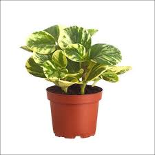 Buy Indoor Plants Outdoor Plants Seeds Garden Tools Pots Planters And Fertilizers Online At Yoidentity O In 2020 Buy Indoor Plants Peperomia Plant Outdoor Plants