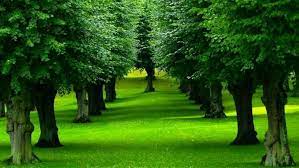 pin by deepanshu on pranshu beautiful tree nature tree tree wallpaper