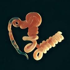 Wurm Unter Der Haut Bindegewebe Starken Wurm Haut