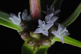 Image result for Spermacoce ruelliae