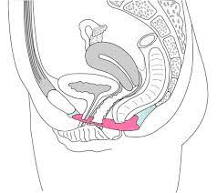 Vaginale orgasmus
