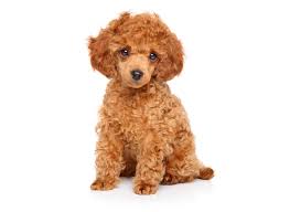 poodle breeders puppies in