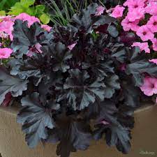 Heuchera 'black pearl' has jet black scalloped and ruffled leaves, topped with white tall sprays of tiny flowers in late spring are an added bonus. Heuchera Black Pearl From The Chelsea Flowers Show Gold Medal Winning Nursery Plantagogo