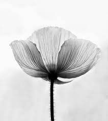 Xray Flower Transparent Black White Poppy Petals Throw Pillow By Minime Cover 16 X 16 With Pillow Inser Xray Flower White Poppy Black And White Flowers