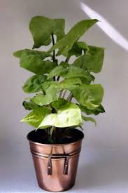 Nephthytis Houseplants And Flowers Care How To Care Tips And Advice To Keep Your Indoor Potted Nephth Flowering House Plants House Plant Care Planting Flowers