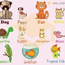 Kearley / getty images sometimes, the best name for an animal is one that references another member of the animal kingdom. Pet Animals Posts Facebook